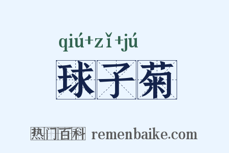 球子菊是什么意思的图片